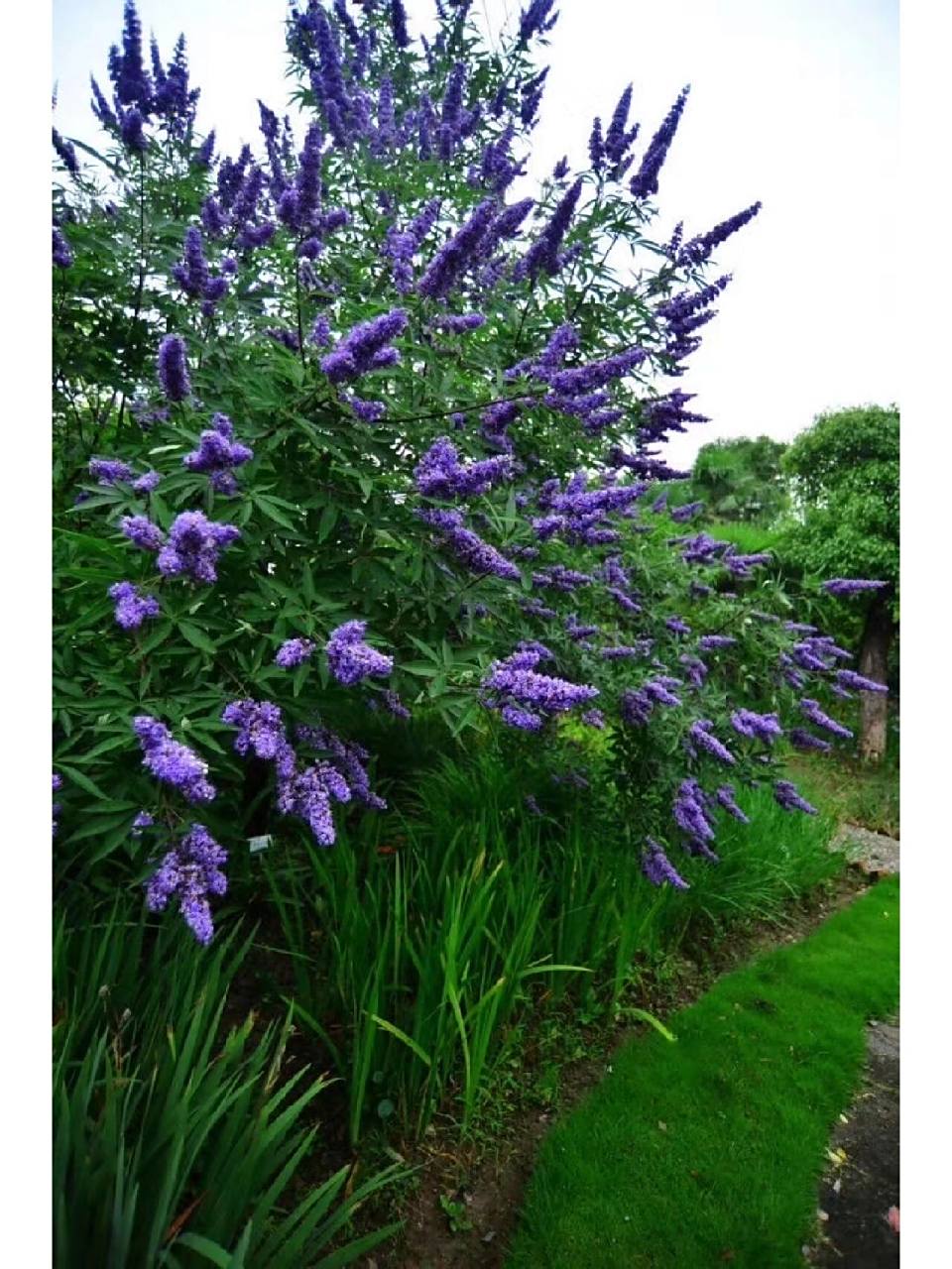 穗花牡荆到底能耐零下多少度 最近被穗花牡荆种草了,但卖花的有说耐