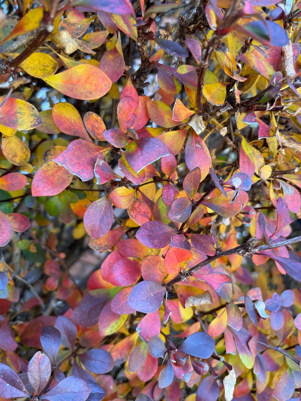 紫叶小檗 冬天有多美 原图直出 我家的是一排灌木 未到秋冬时是紫色的