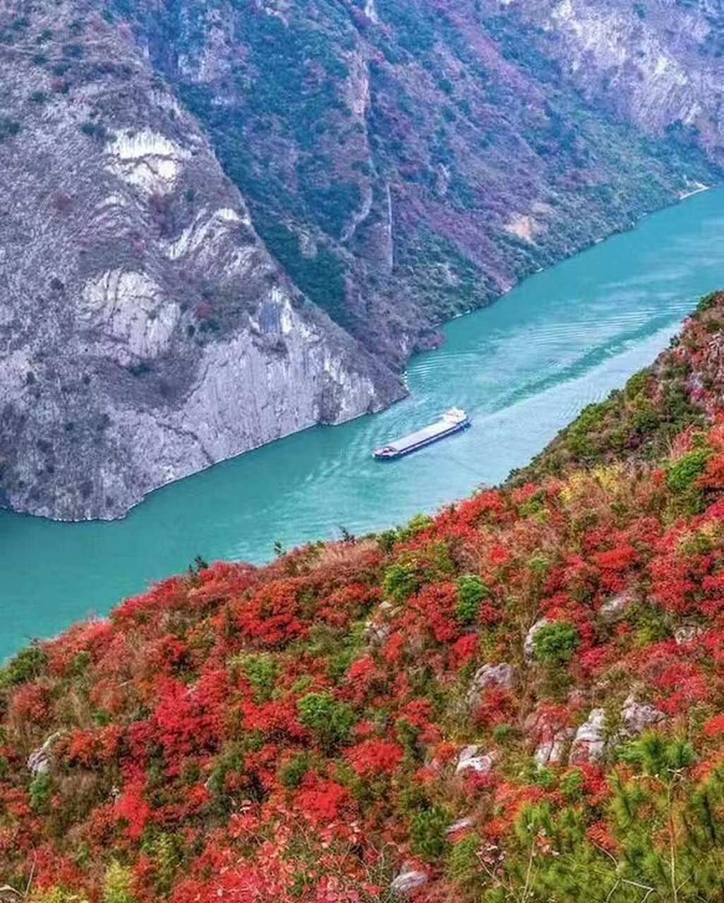 满山红叶醉诗痴,又到了巫山红叶最佳观赏期,如果你也想领略曾经沧海