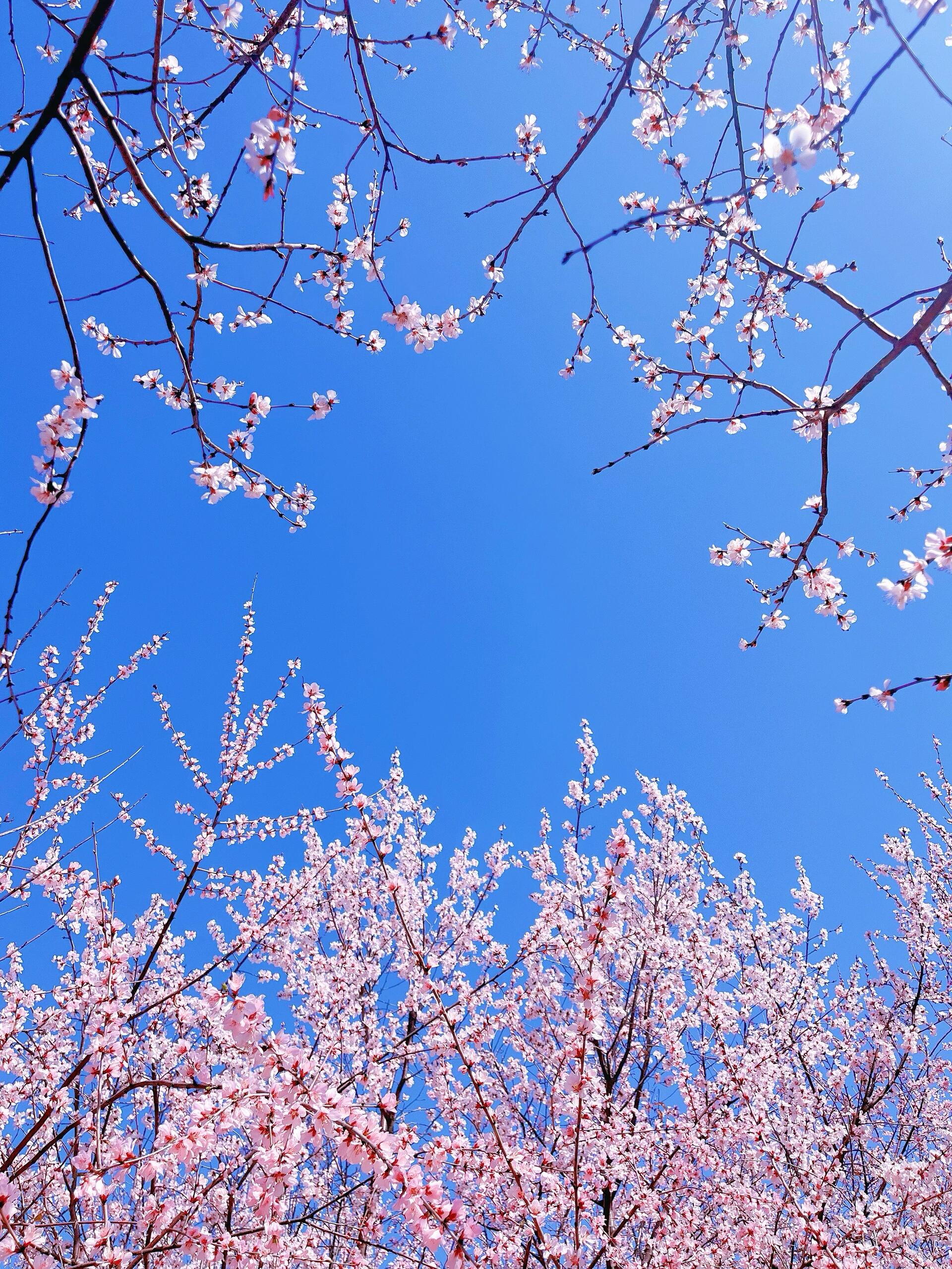 石家庄的十里桃花林