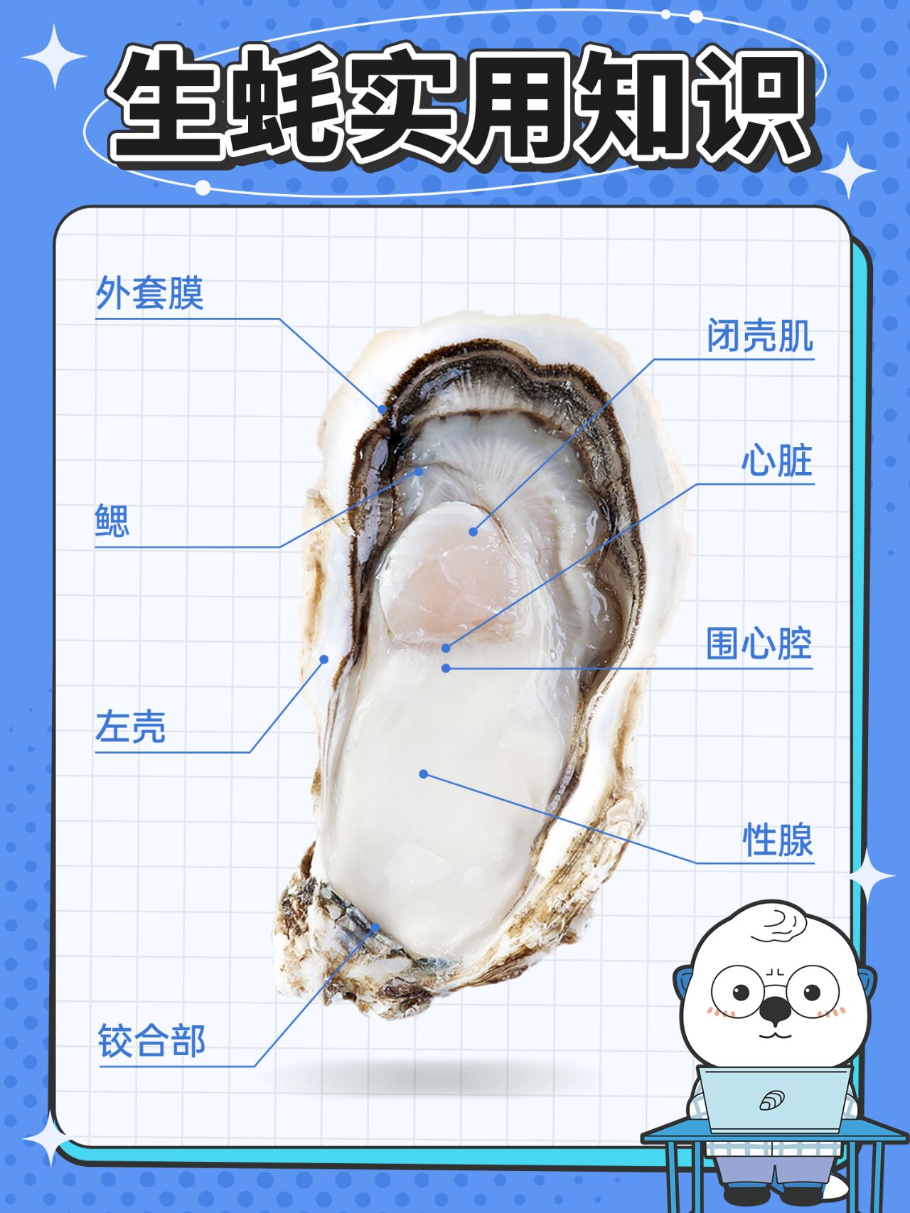 一图看懂生蚝哪里不能吃99