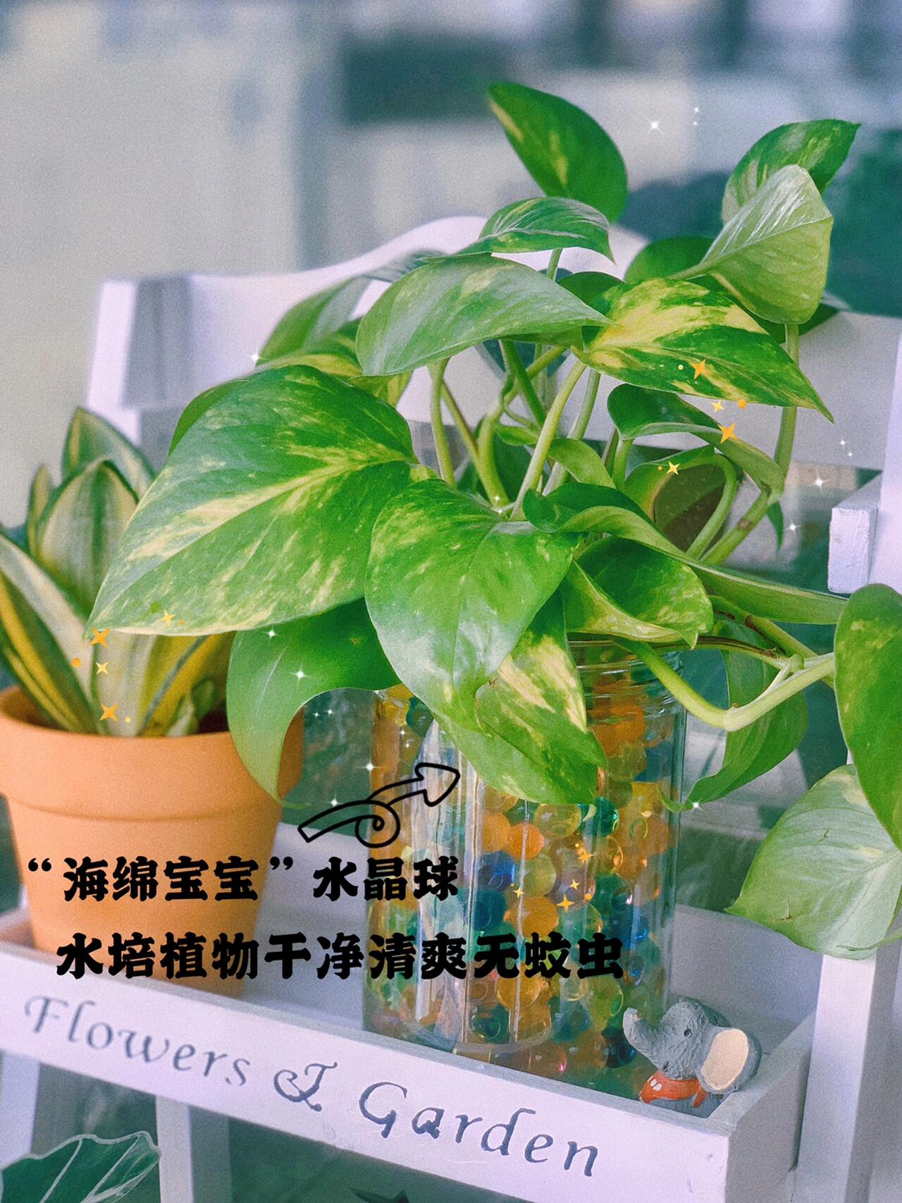 水培植物的好搭档@"海绵宝宝"