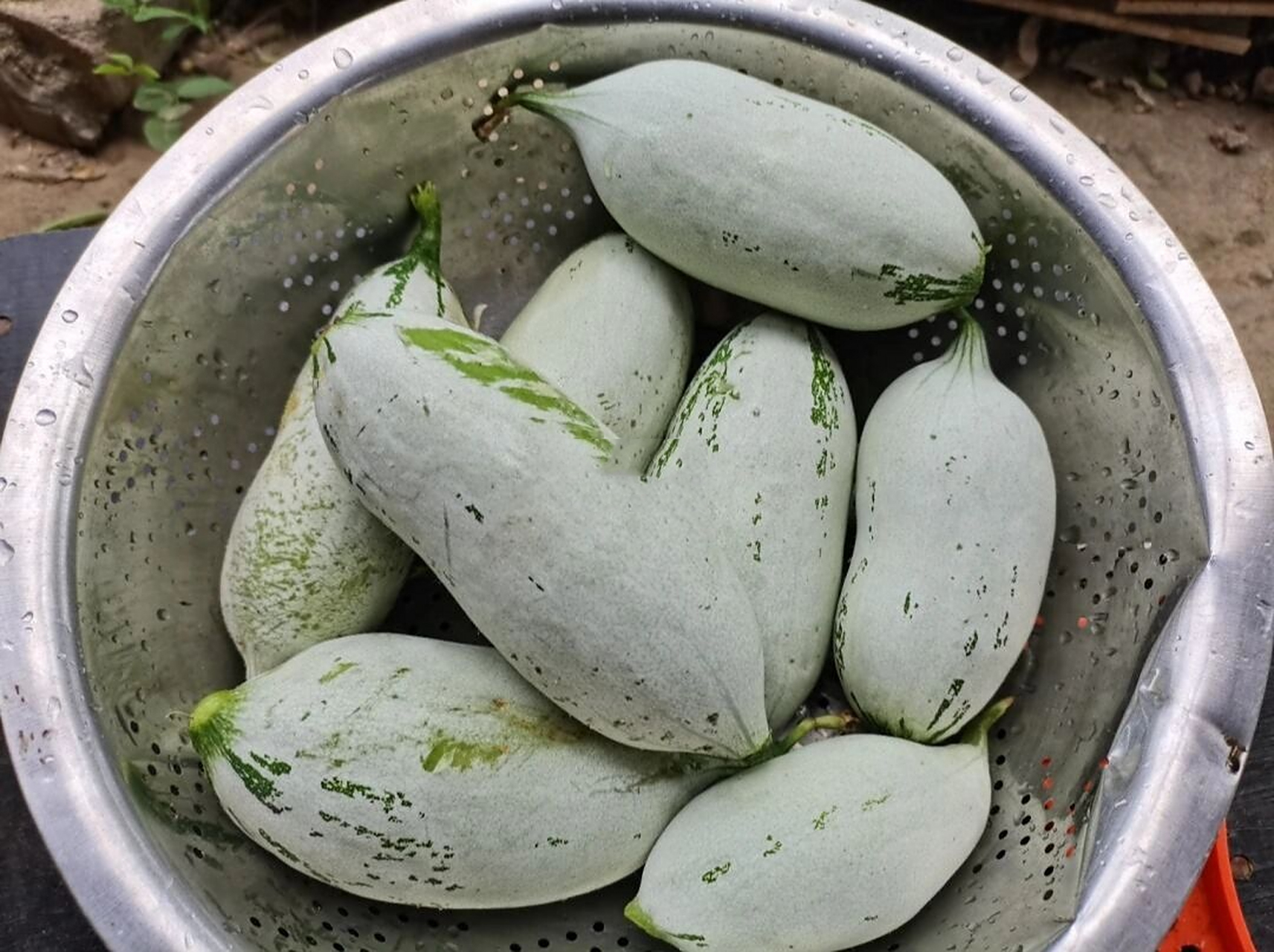 广西叫石灰瓜 各位认识这种瓜吗?