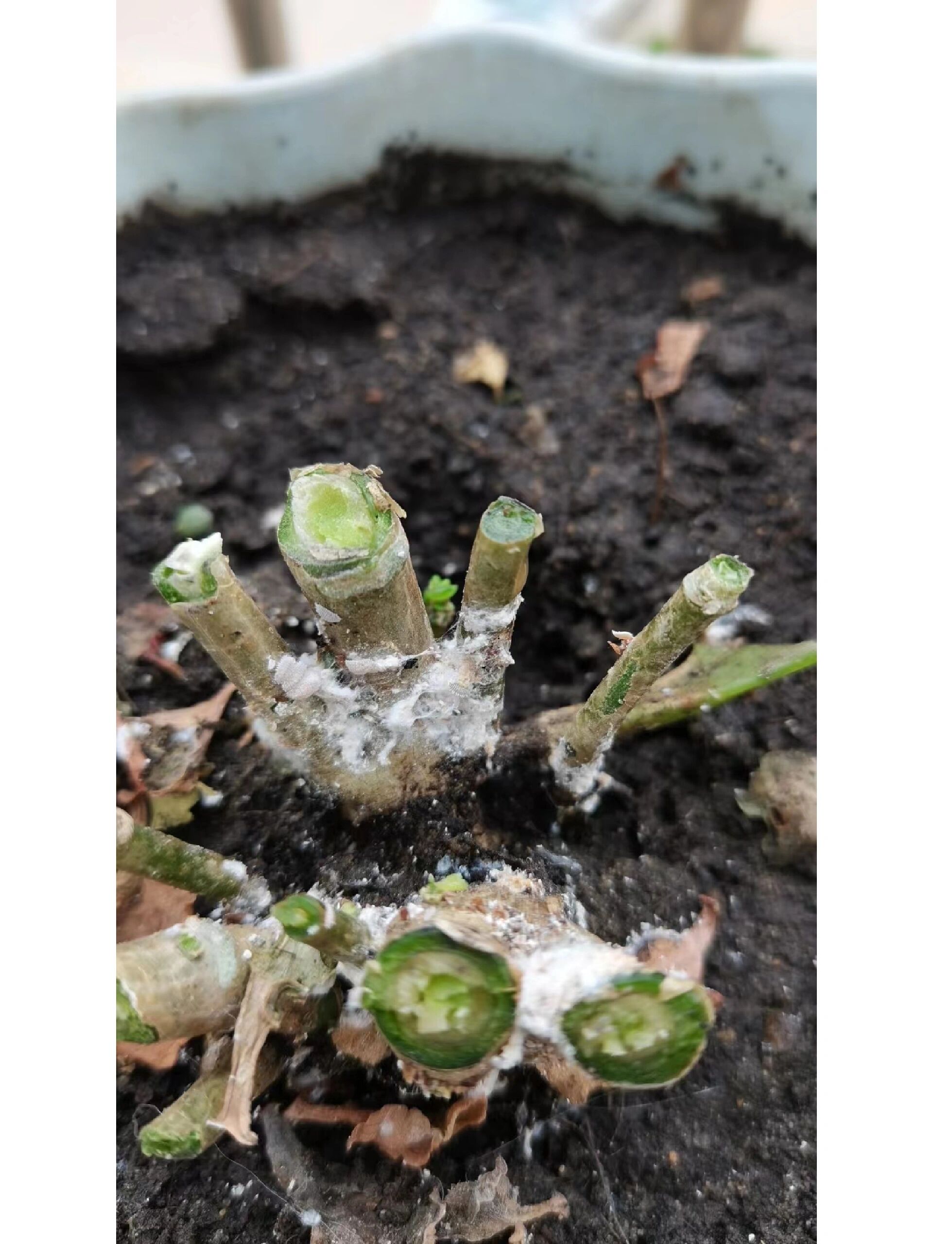 长寿花白粉虱与白粉病是完全不同的俩种病