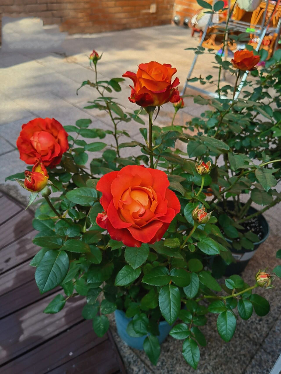 咖啡时间月季 这是我种草很久的品种,今年秋天终于买到了.