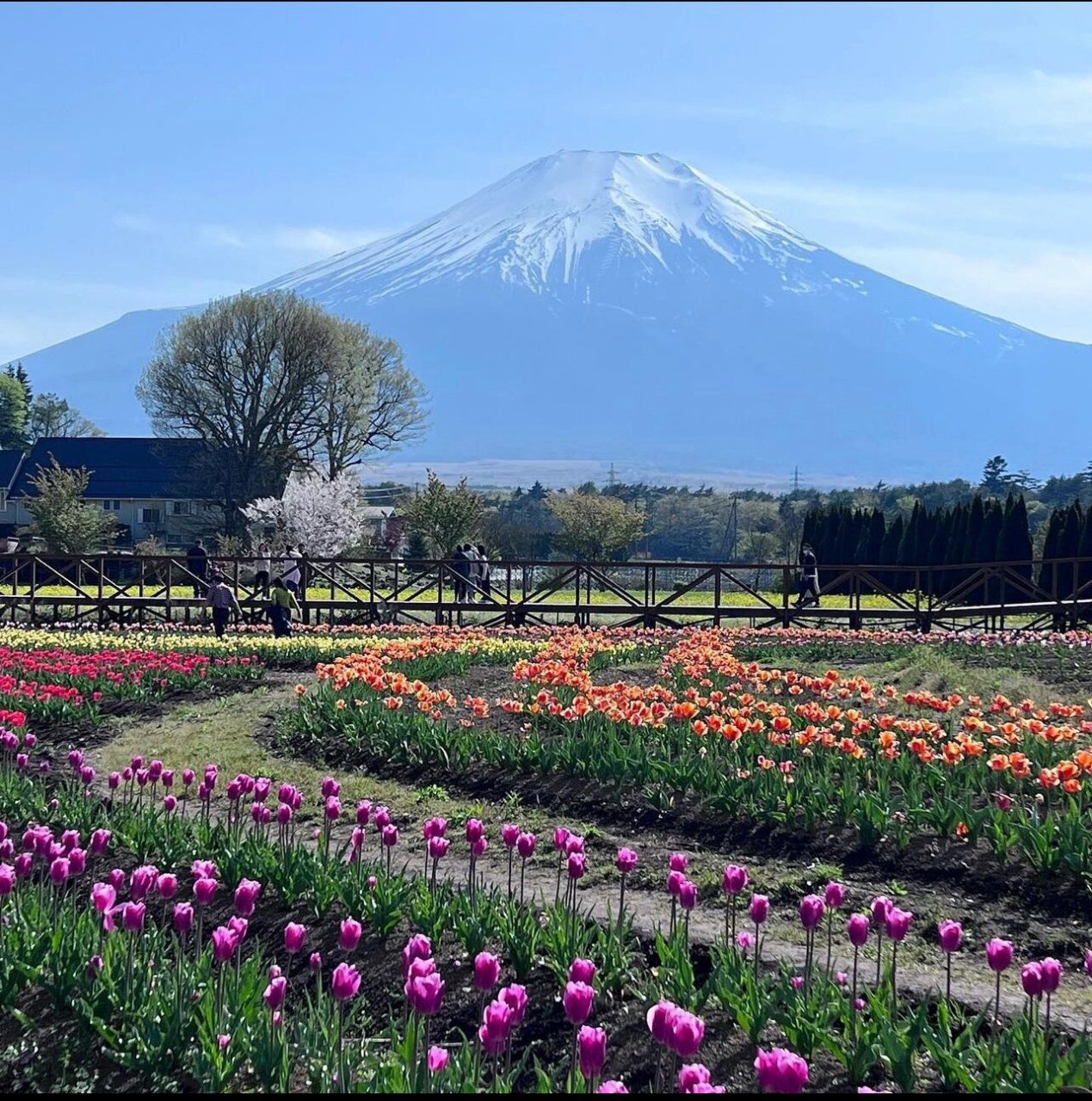 日本富士山脚下�山中湖花之都公园 山中湖花之都公园 日本山梨