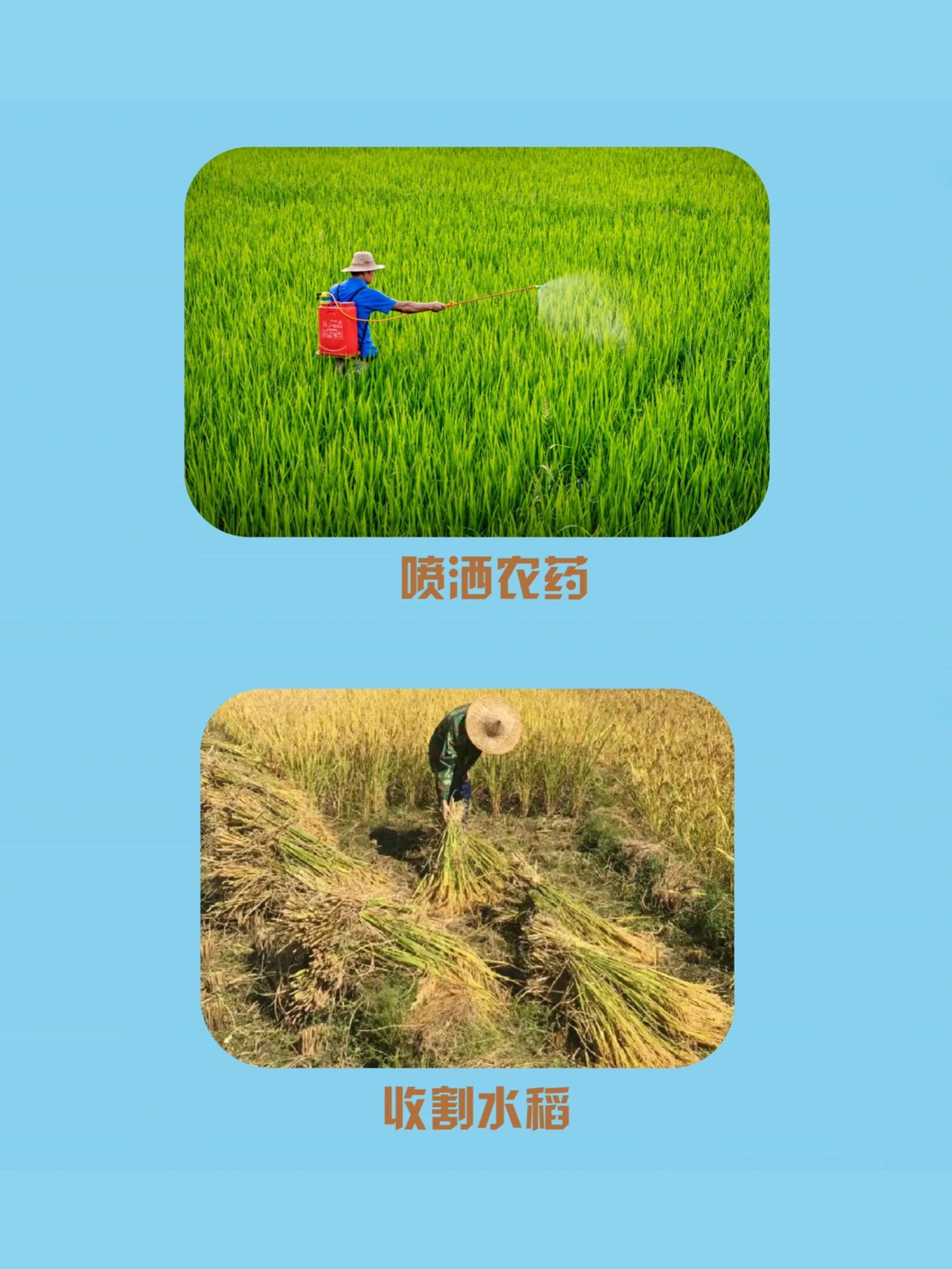 一饭当思来之不易半丝半缕恒念物力维艰 活动目标 了解大米的由来