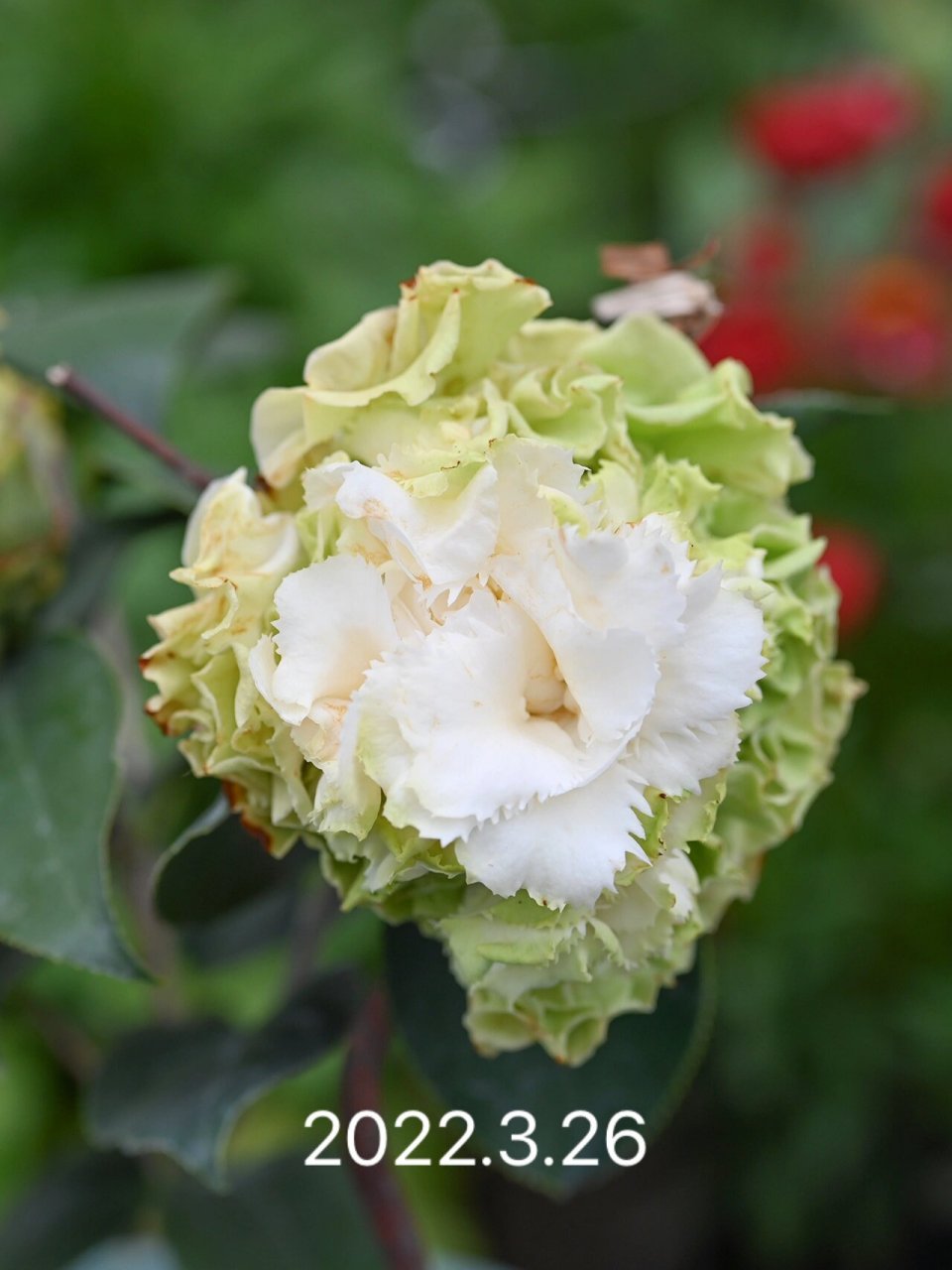 茶花开到最后 我朋友:幸好没自己养 去年出了一款绿色茶花(绿可娜),我