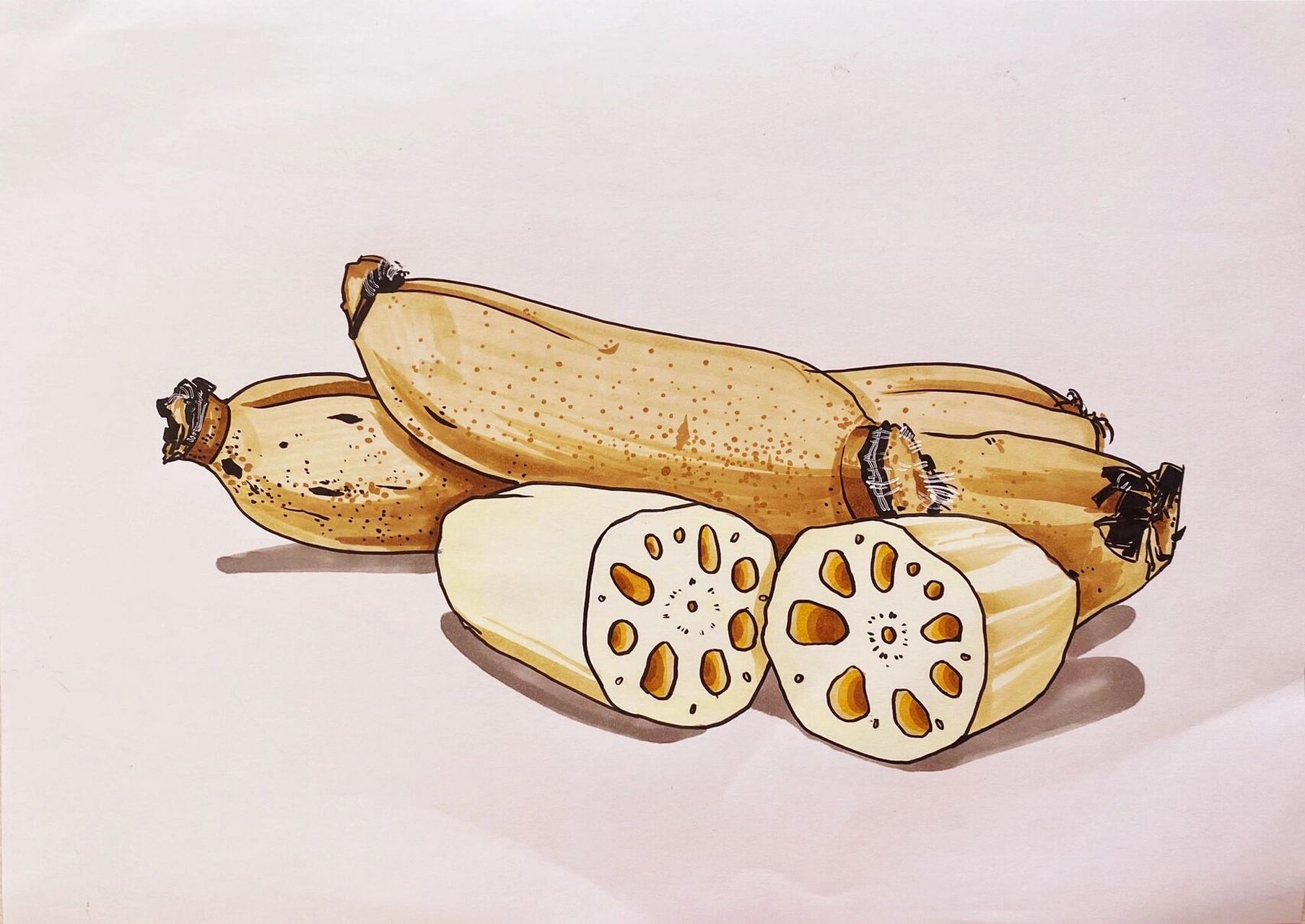 莲藕写生 蔬菜写生 马克笔写生 线描 速写 蔬菜莲藕图片照片素材