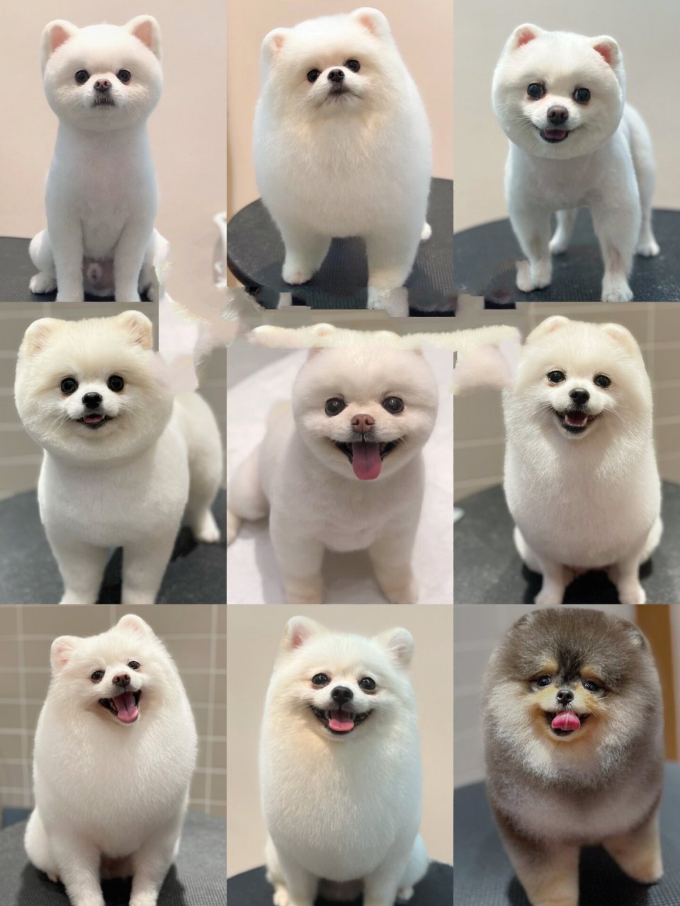 博美造型合集 博美真的好爱笑 除了一二两位大哥