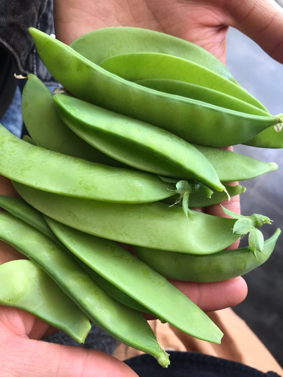 荷兰豆真的好能长 17天摘的第四茬 种子发芽出来的荷兰豆完全放养的