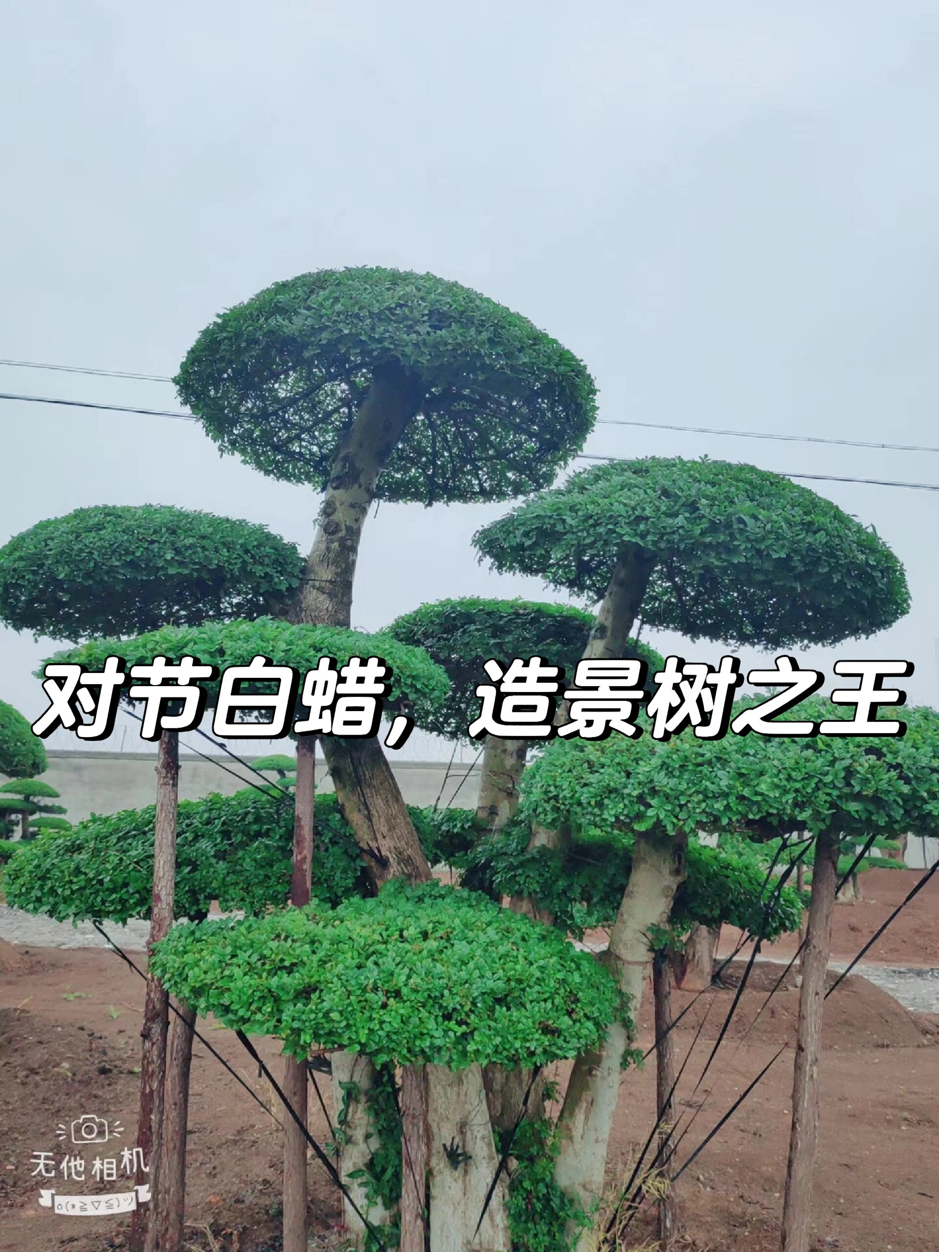 高杆对节白蜡怎样造型图片