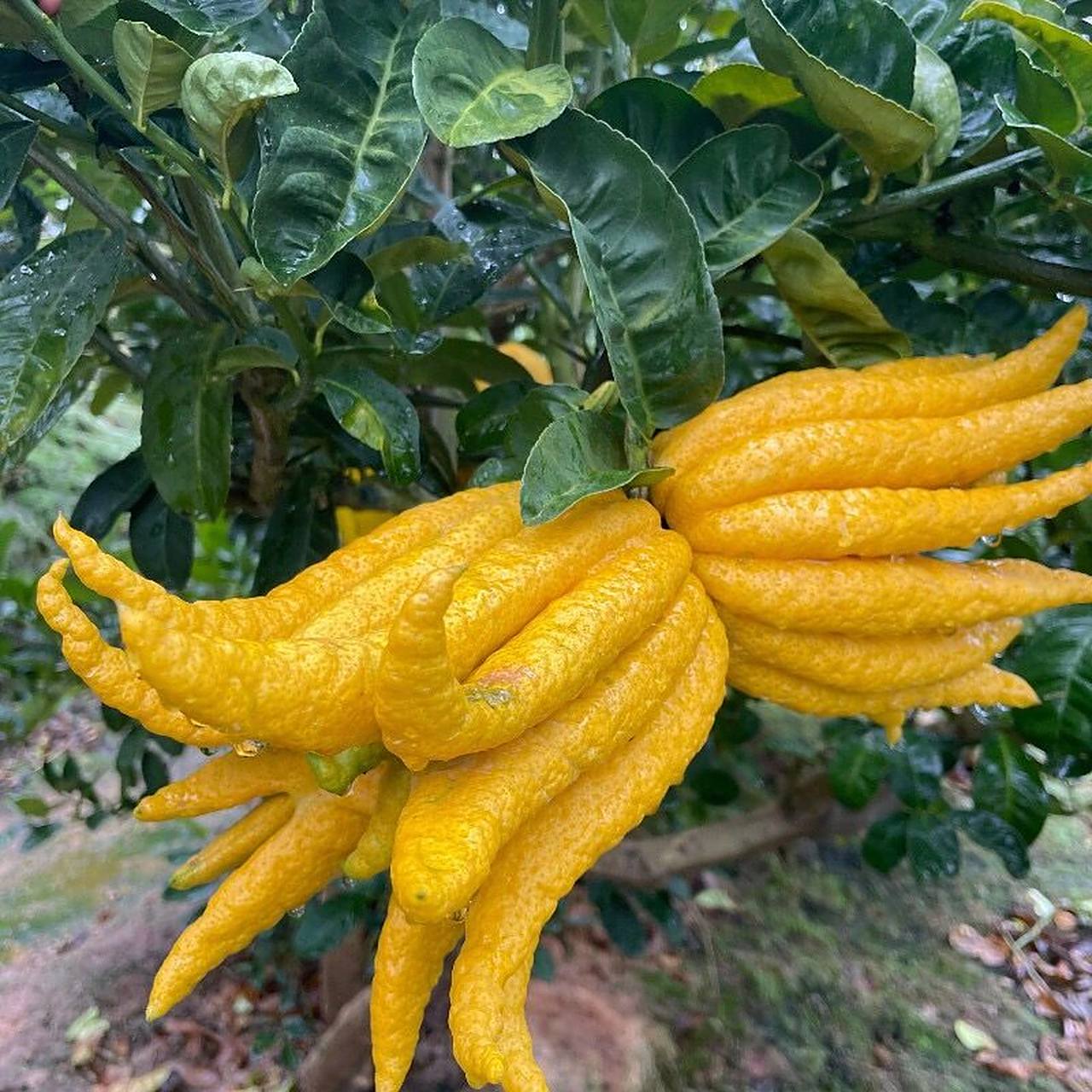 佛手柑|好看好吃,是水果是蔬菜,更可入药 16615水果 削皮直接食用