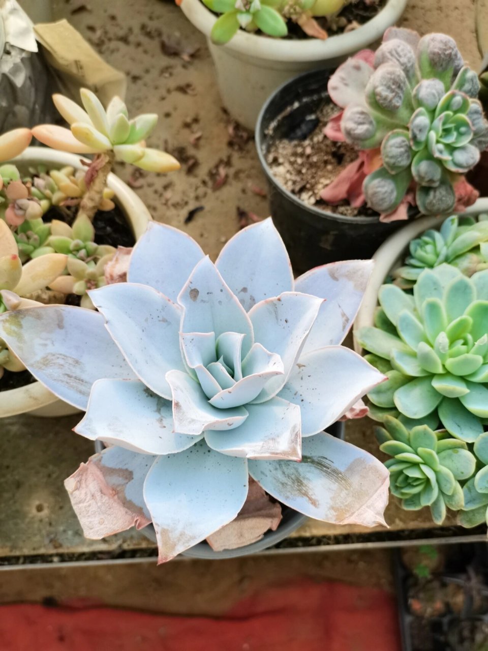 广寒宫多肉好养吗   不得不说广寒宫真的仙气飘飘,,还是霜之朝好看