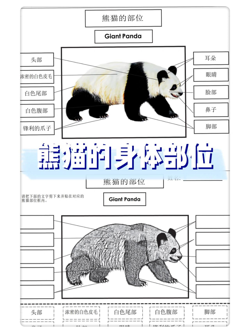 熊猫的身体部位 78可直接打印使用