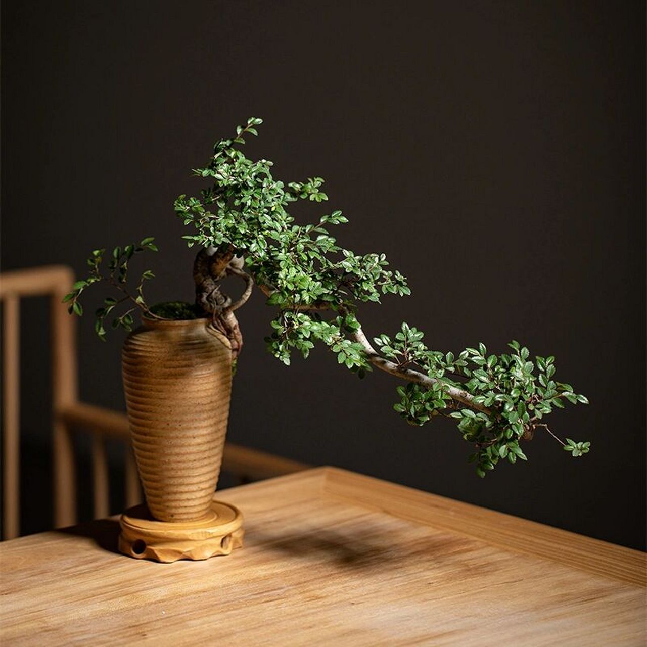 年年有榆-老桩 老桩榆树盆景,飘枝造型,每盆都是独特的,寓意年年有榆