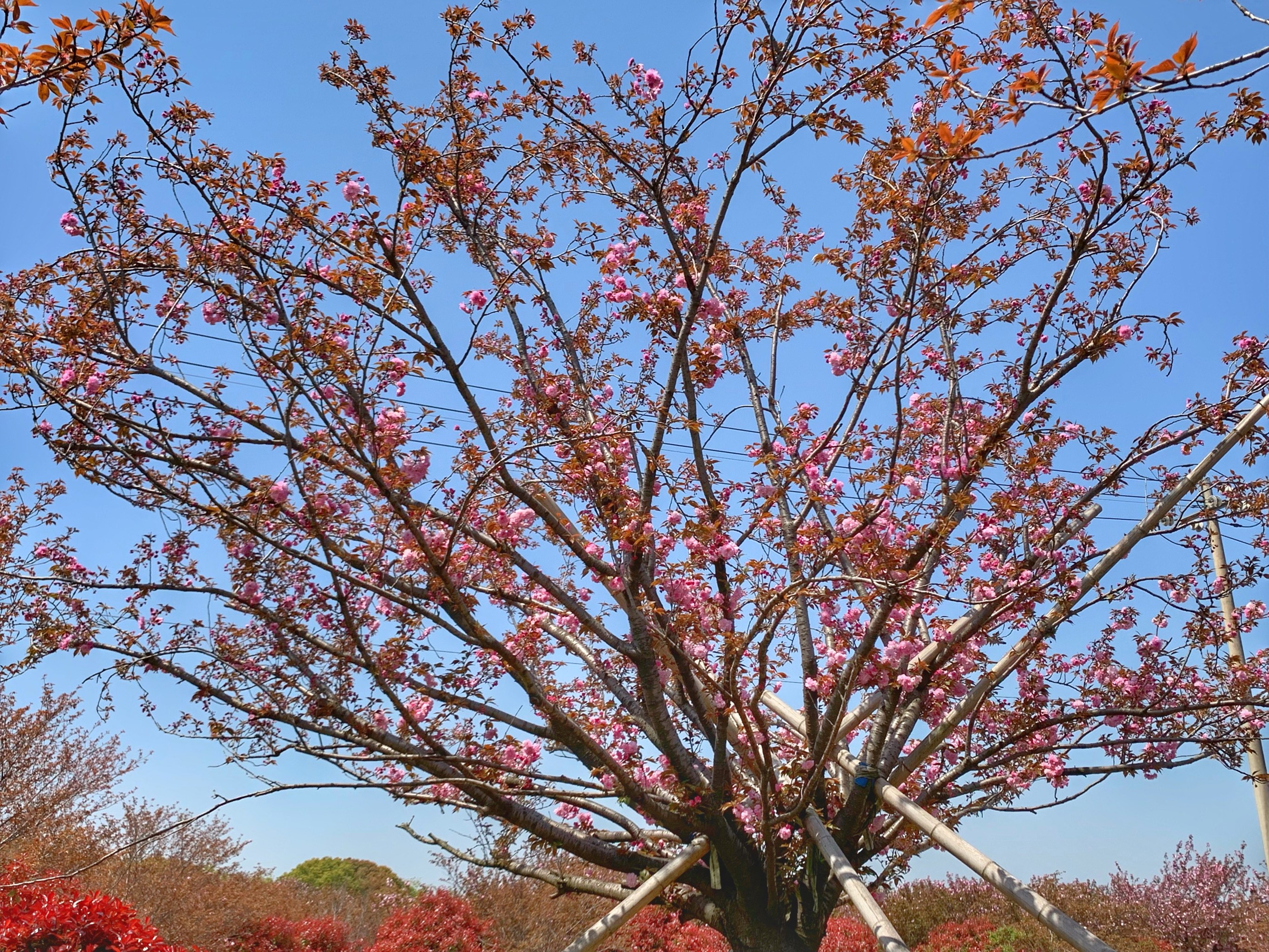 金坛樱花园图片