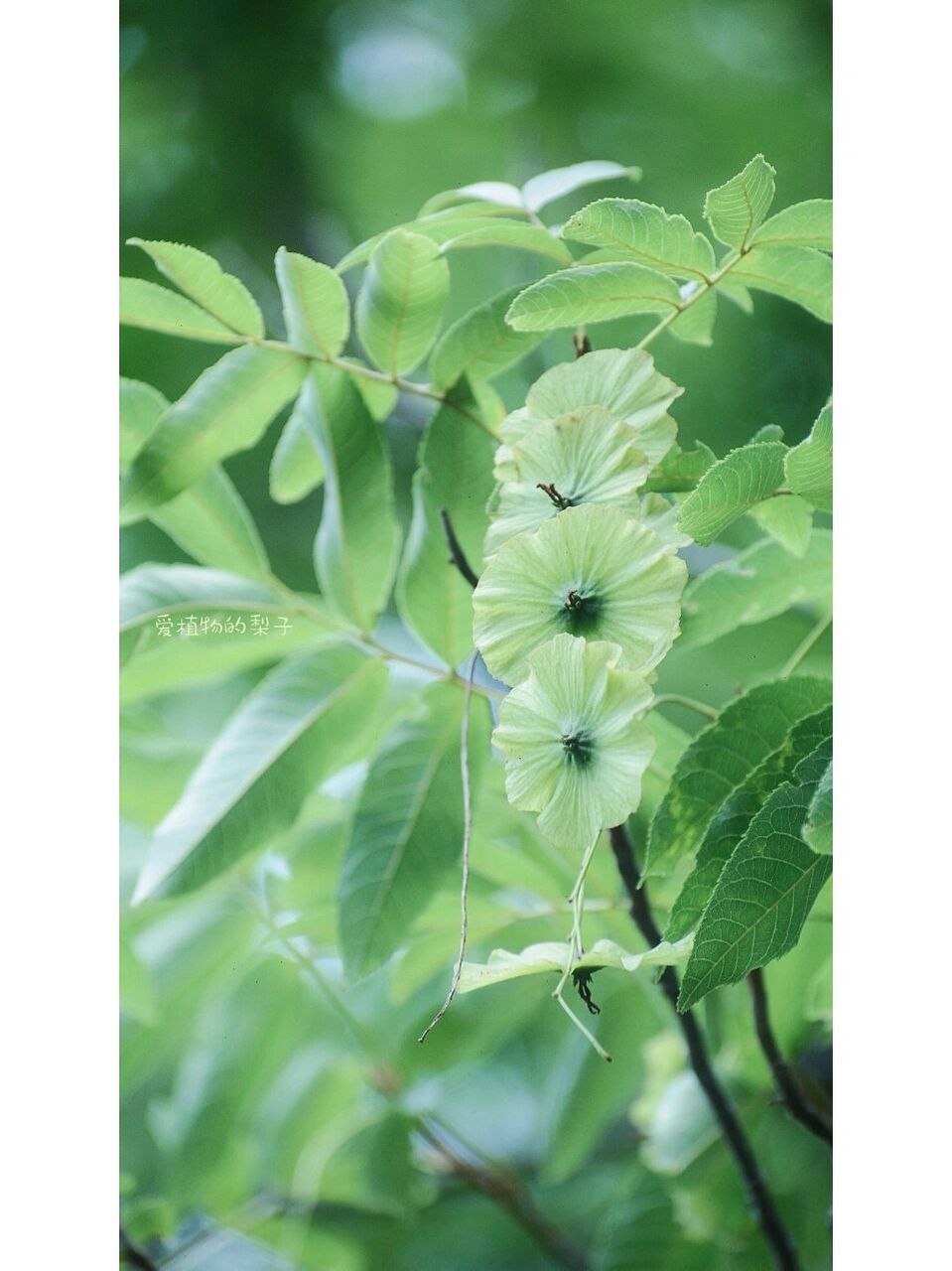 摇钱树 青钱柳   钱串子是果实,不是花