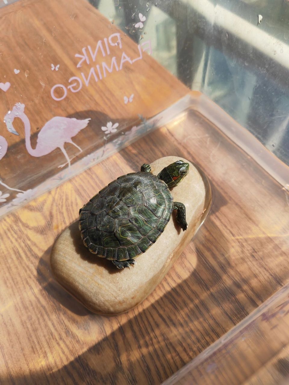 求助:买了一个多月的小巴西龟不吃东西 这个小巴西龟买了一个多月