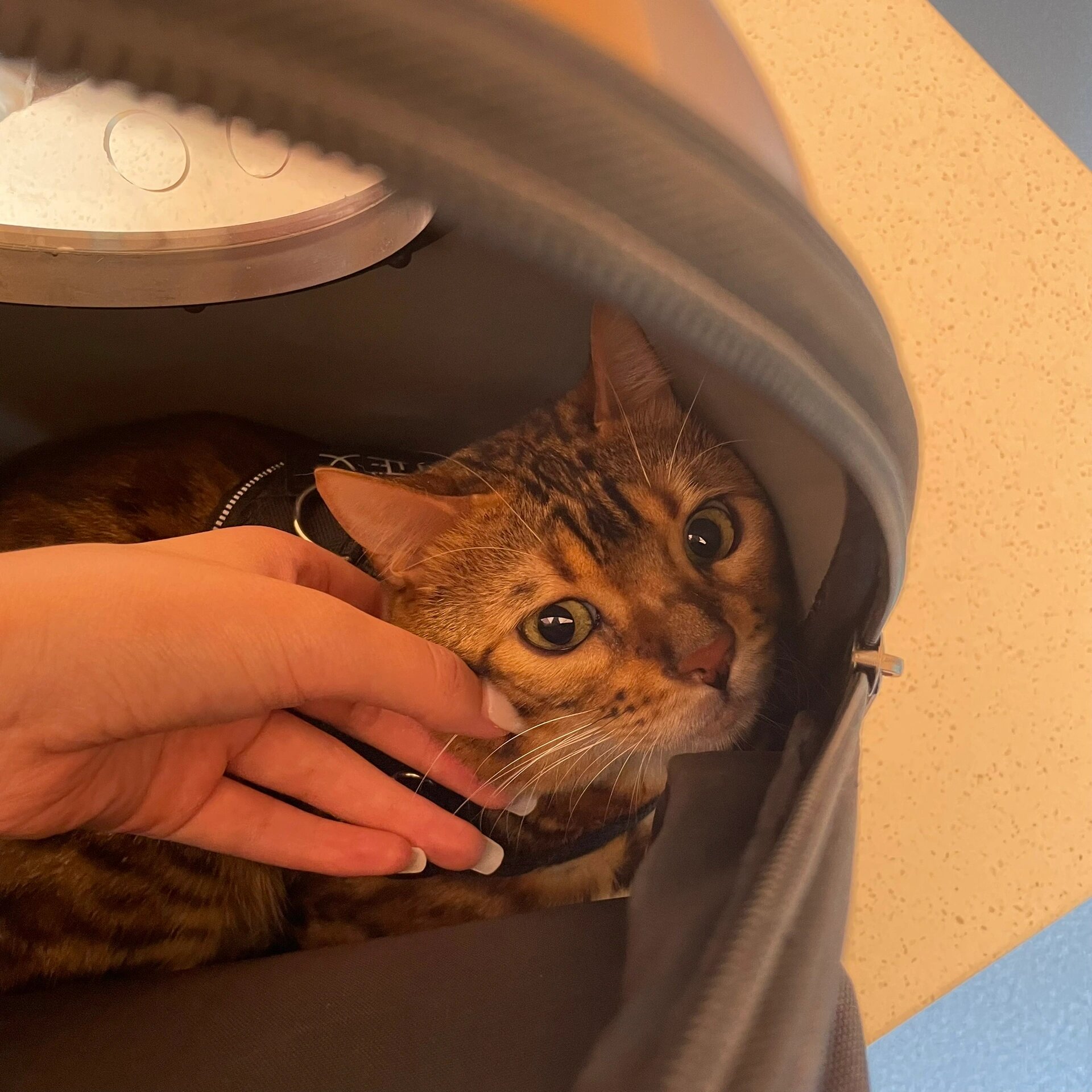 银川宠物超度-银子为什么不值钱 银川宠物超度-银子为什么不值钱