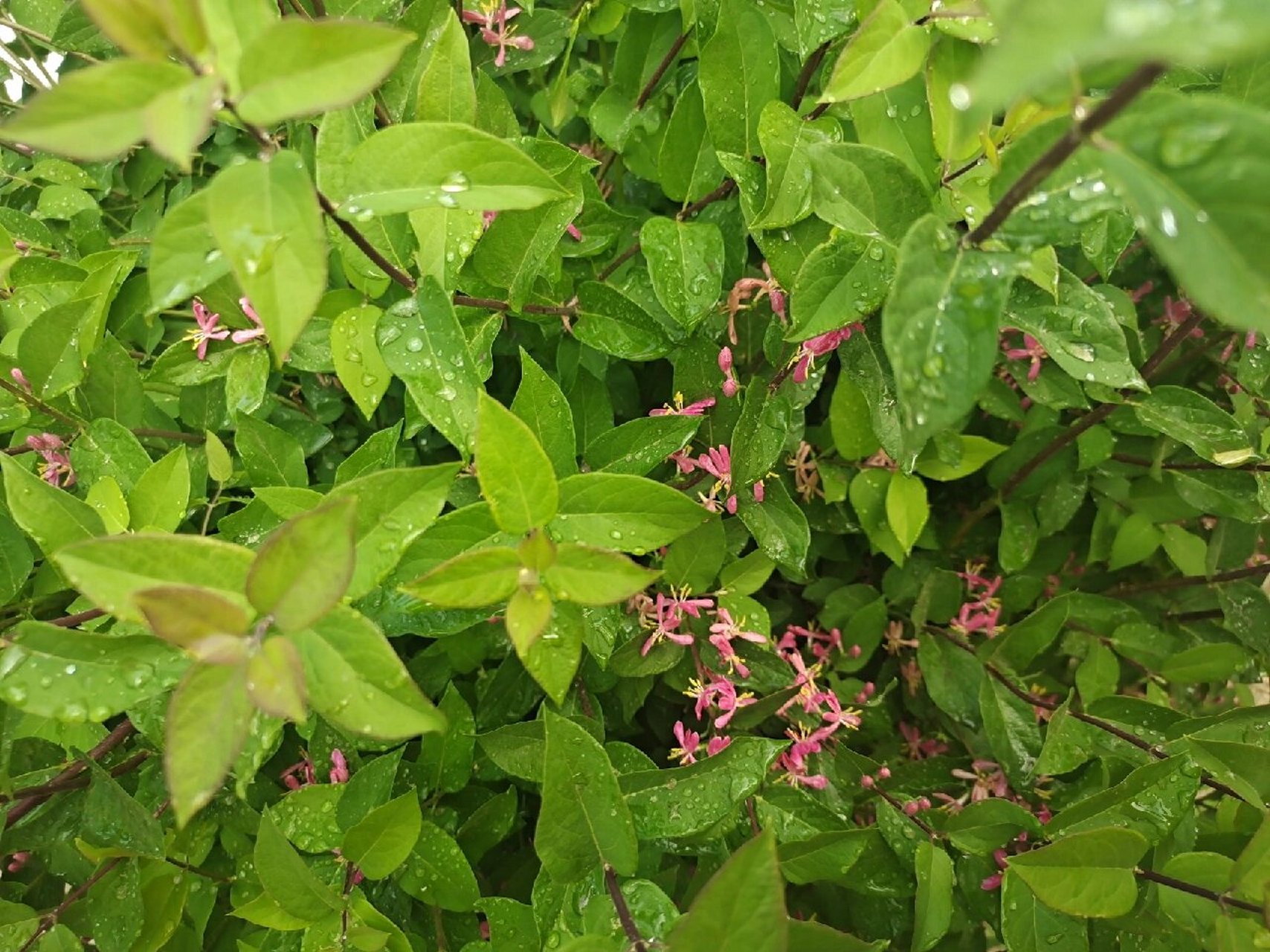 vivox6a的像素也还是不错的呢 前三张是vivox30pro 后三张是我用了四