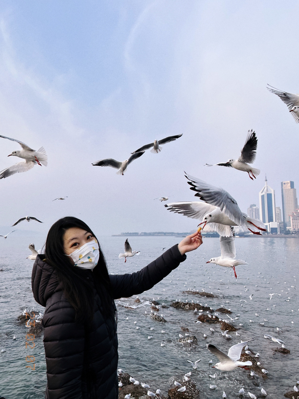 喂海鸥照片图片