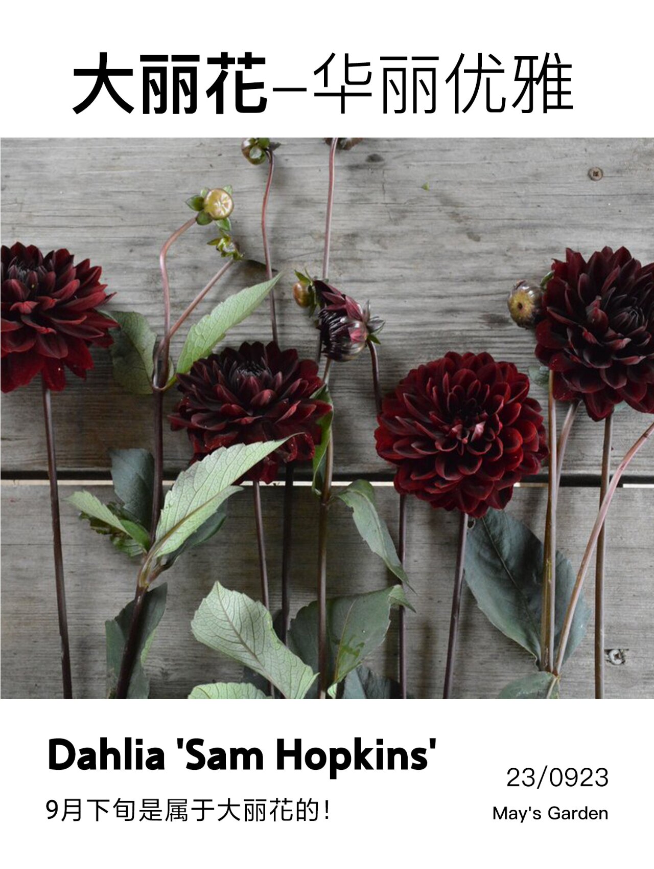 暗黑高级感的植物--黑色大丽花,高颜值