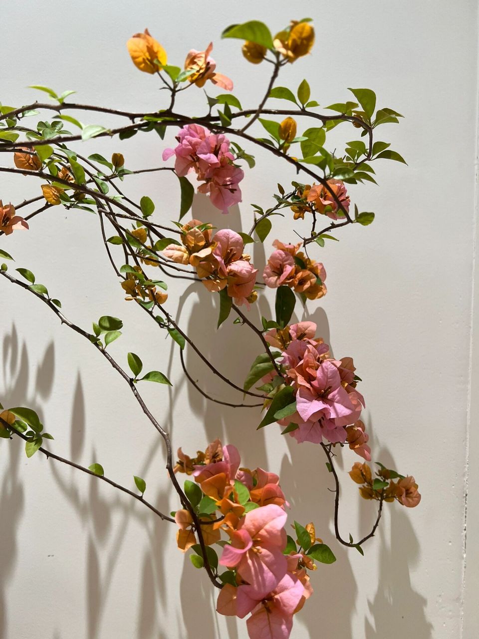 金发女郎三角梅 say goodbye 你真的好美哦,真的好舍不得哦,但是我