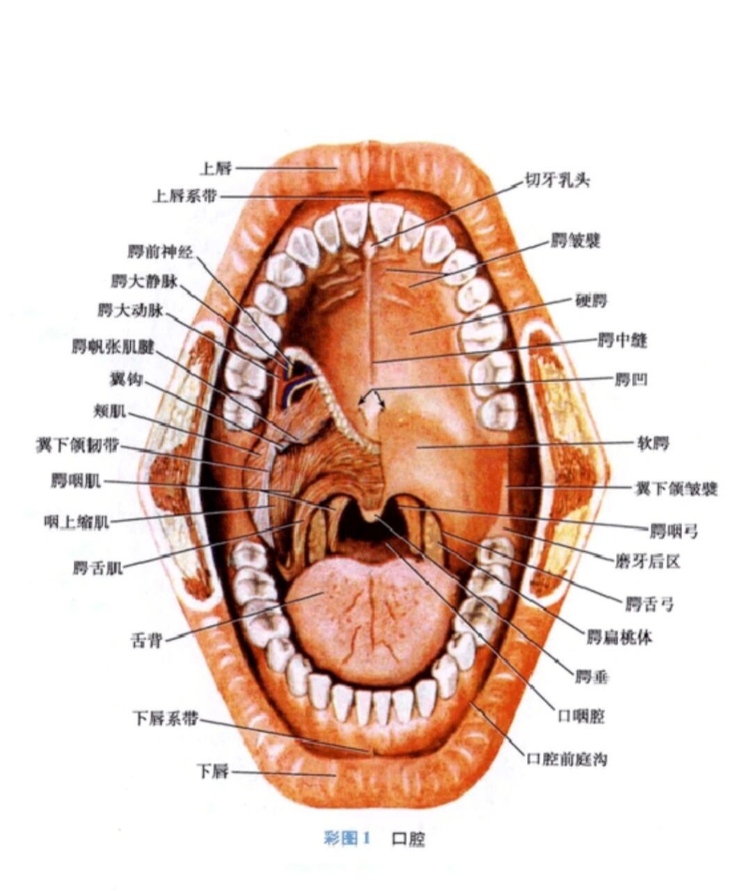 口腔颌面解剖图谱高清图片