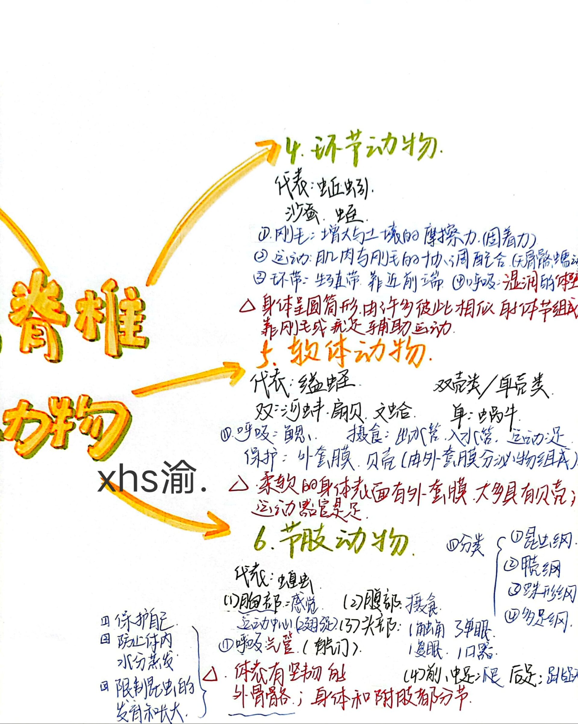 脊椎动物手抄报图片