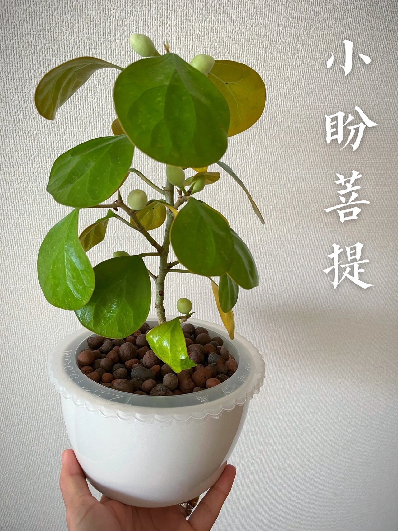 水培绿植|小盼菩提 95桑科榕属,是改良后的观赏品种 95原产