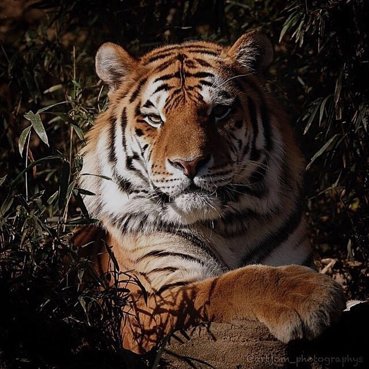 每天和老虎对视二分钟,老虎的眼睛可以让你的雄心和胆子越来越大!