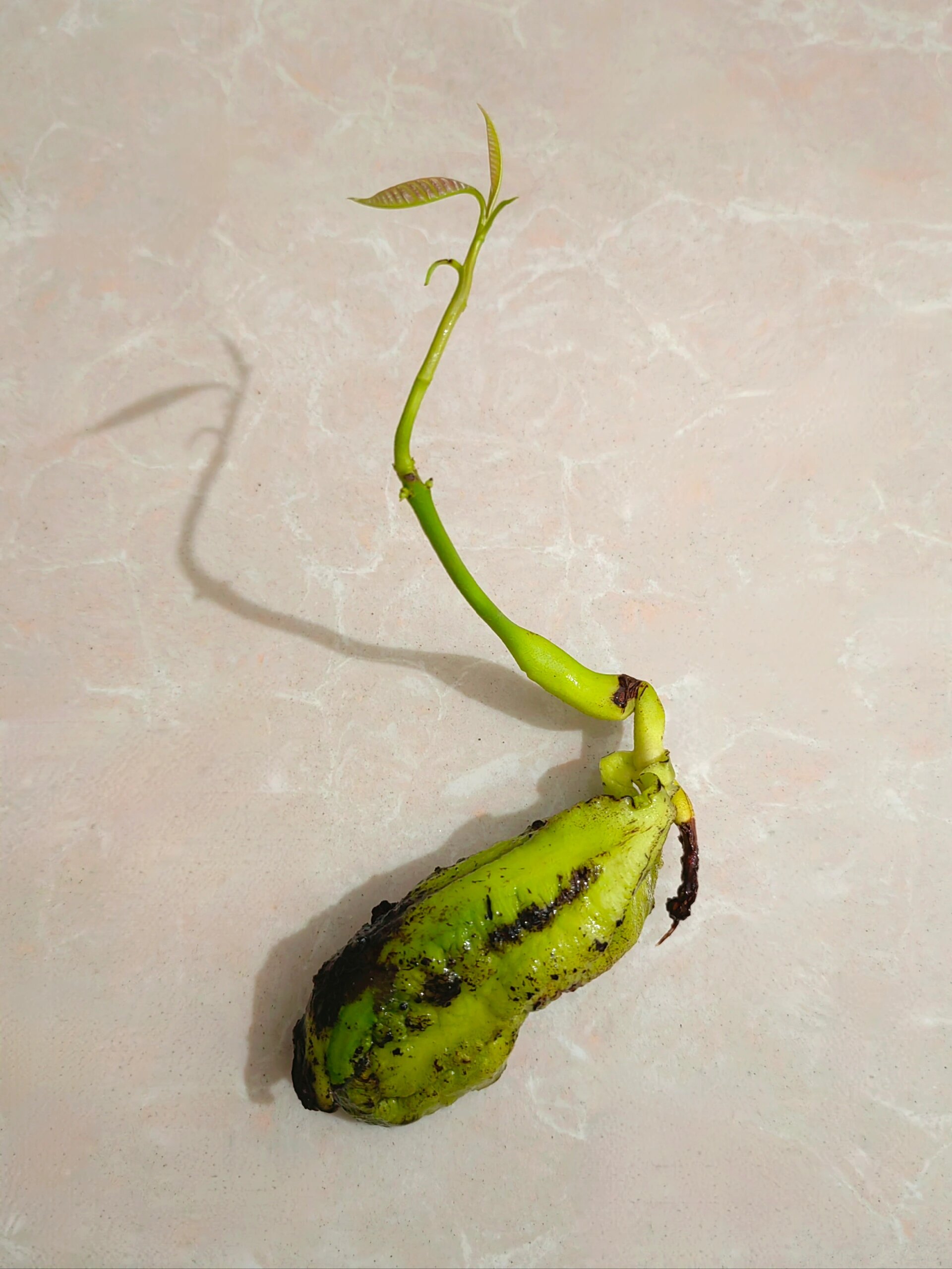 芒果核这个样子可以种了吗?03