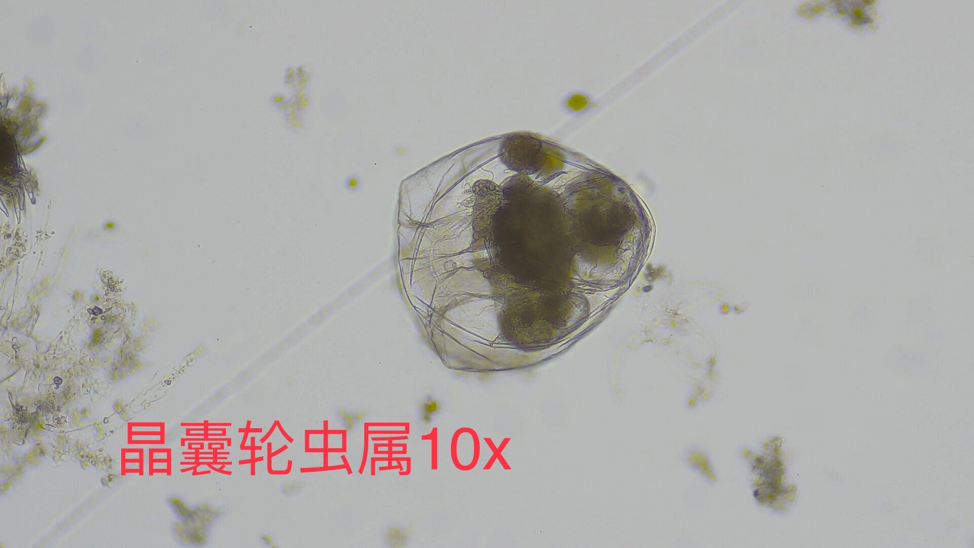 实验八 轮虫 圆形臂尾轮虫 多肢轮虫属 三肢轮虫属 巨腕轮虫属 晶囊