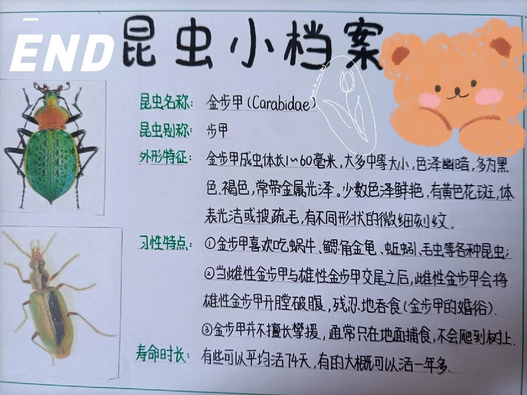 《昆虫记》的昆虫小档案/昆虫卡片 呼呼,又来更新啦!
