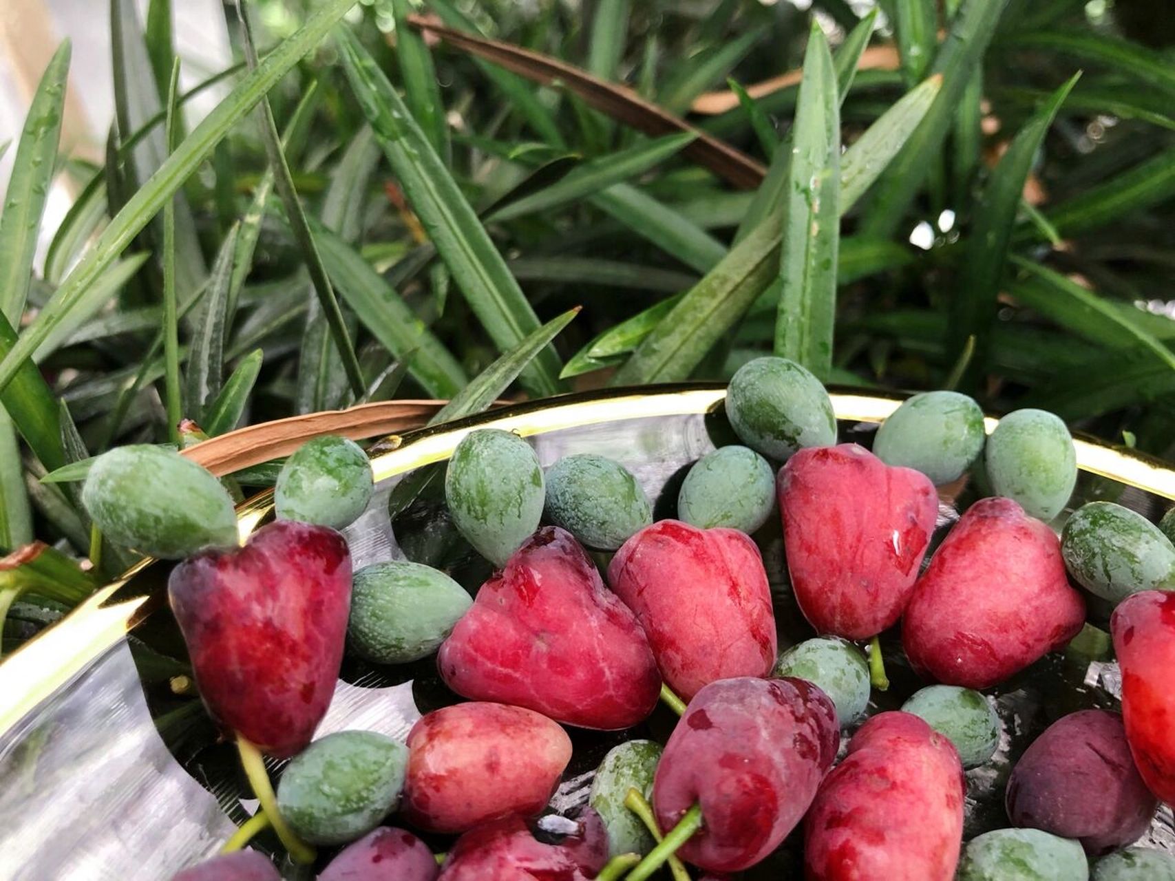 罗汉松果 第一年就收获了罗汉松果,这个果果也太可爱了!再泡上一壶酒!