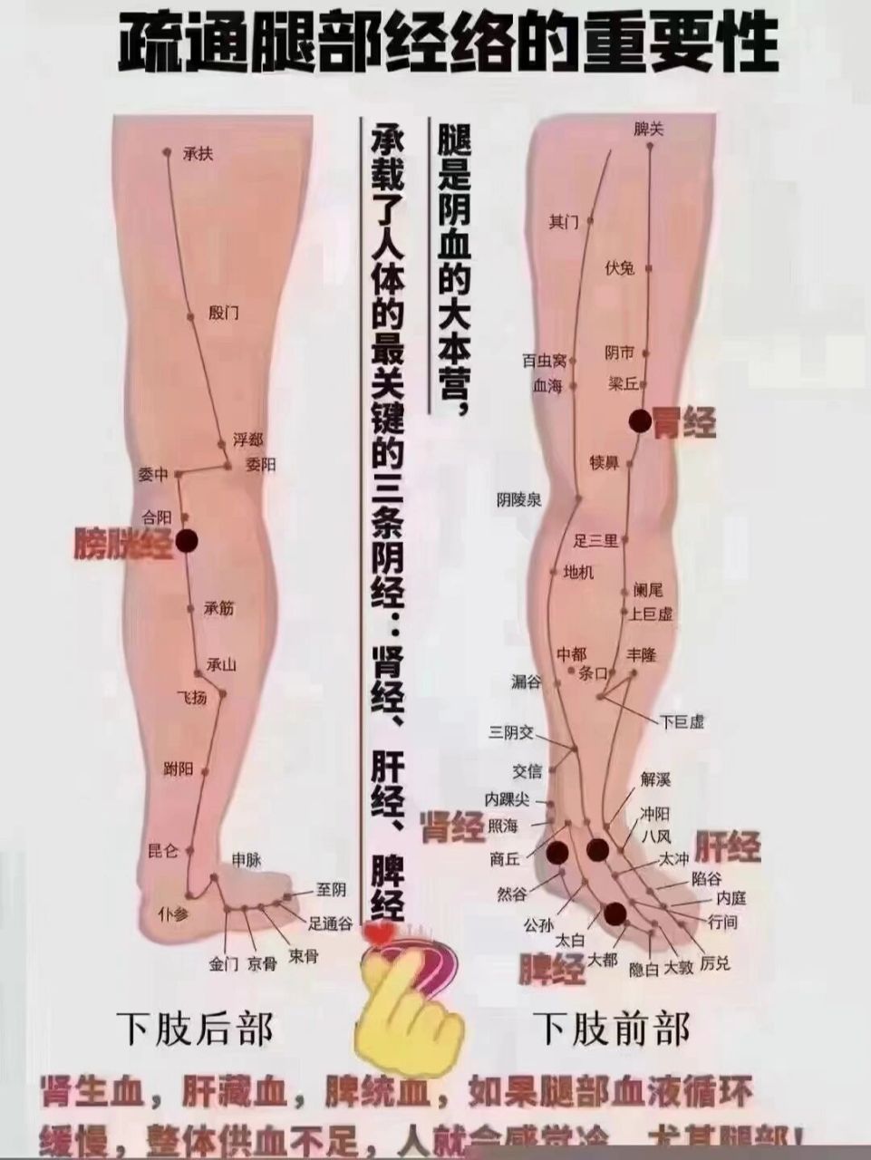 女人腿的6条经络图图片