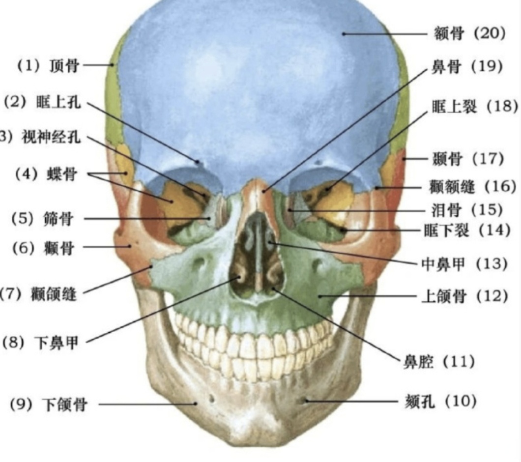 因为,下颌骨外板去除只能改变面部的宽度,而无法改善下颌角的形