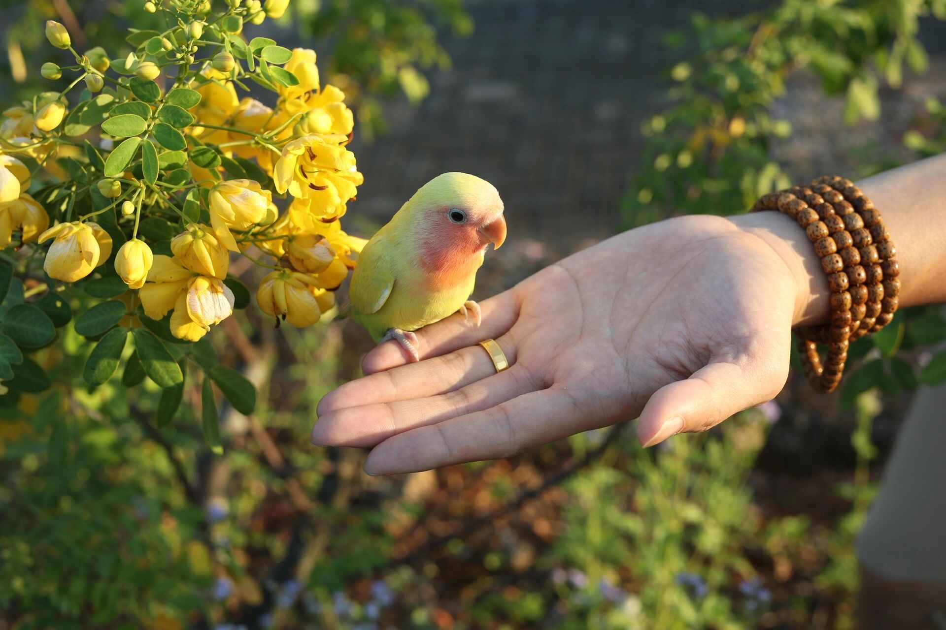 南宁本地出鹦鹉 蓝腰黄桃雏鸟    蓝腰黄桃,顾名思义就是腰是蓝色的