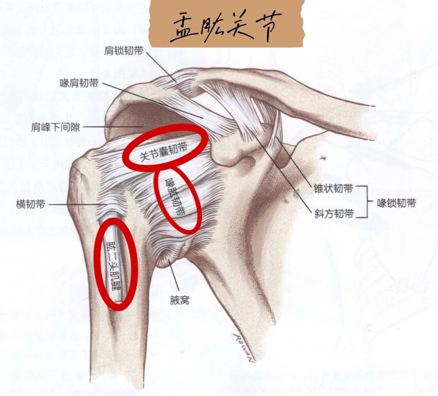 肱骨位置图图片