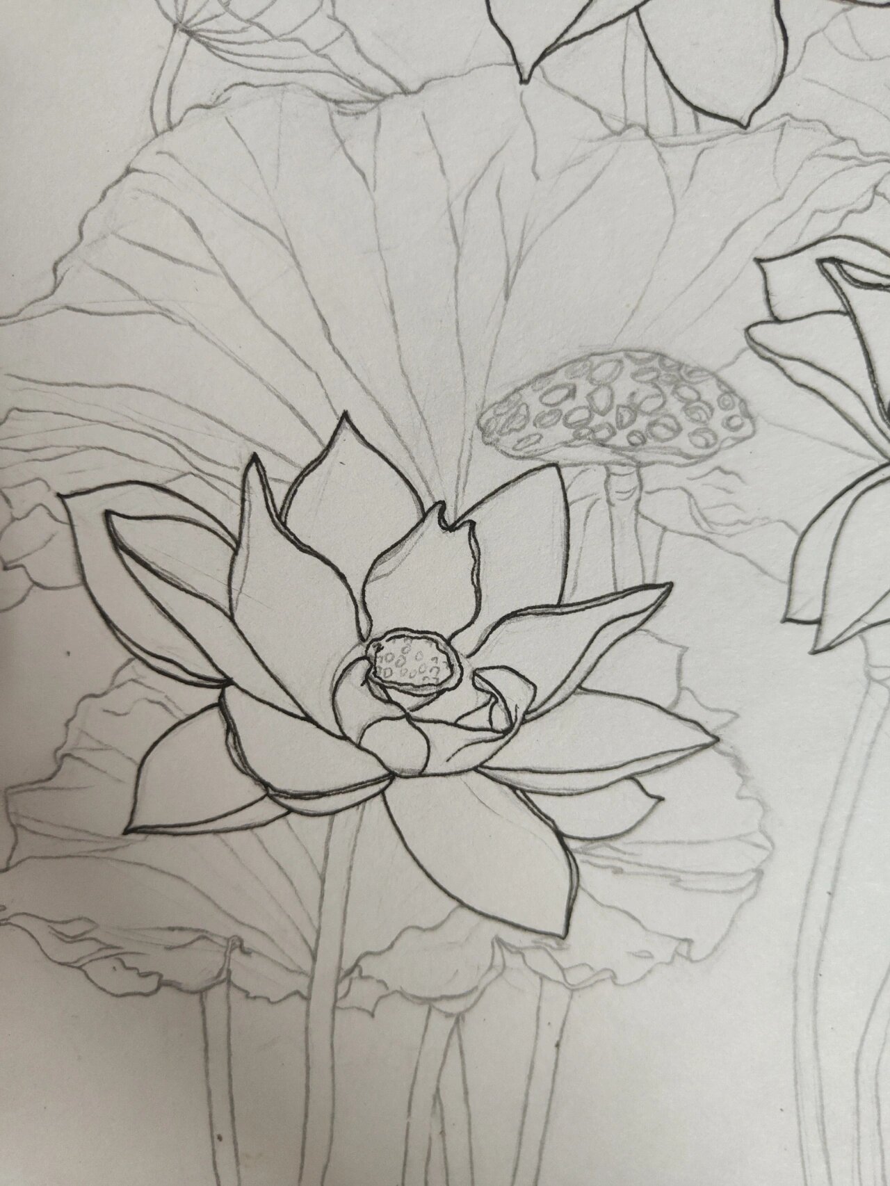 控笔|day 48 荷花 黑白线描 过程(写生)
