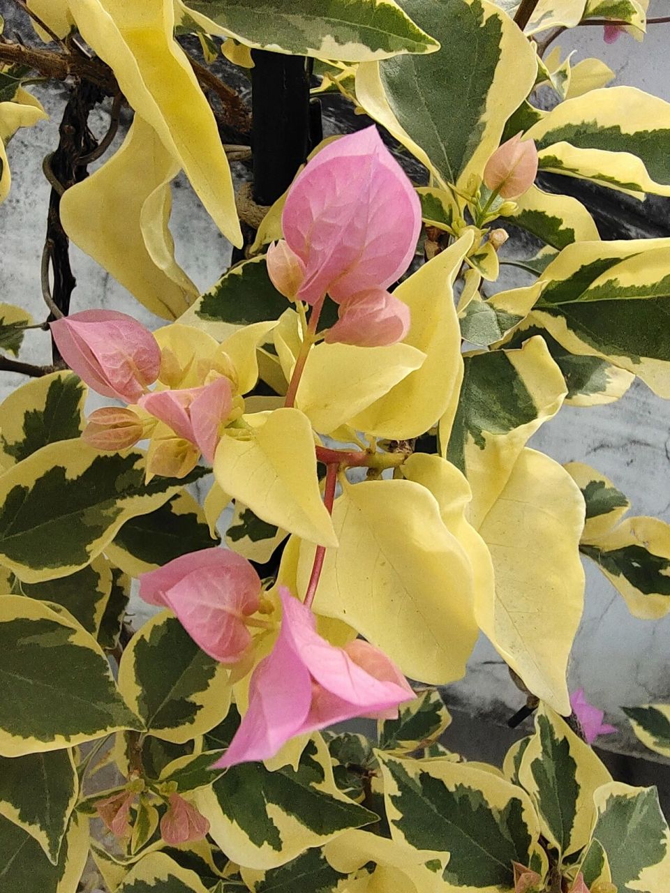 中国丽人 | 粉色三角梅中的尤物 不管三角梅中的粉色系列怎样变化