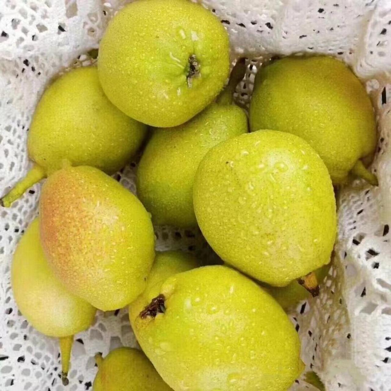 特级西域香妃香梨 非"梨"莫属立冬天冷了～正是吃梨好时节!