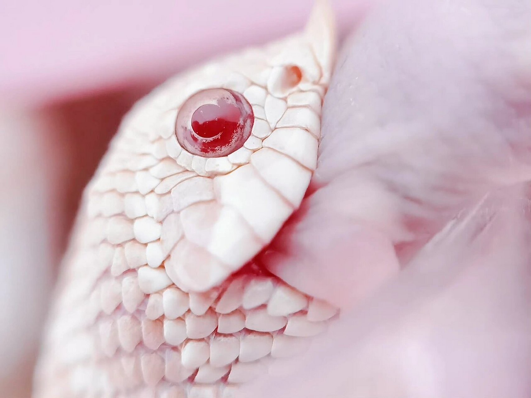 【猪鼻蛇】粉嫩嫩的雪白 难得拍的高清