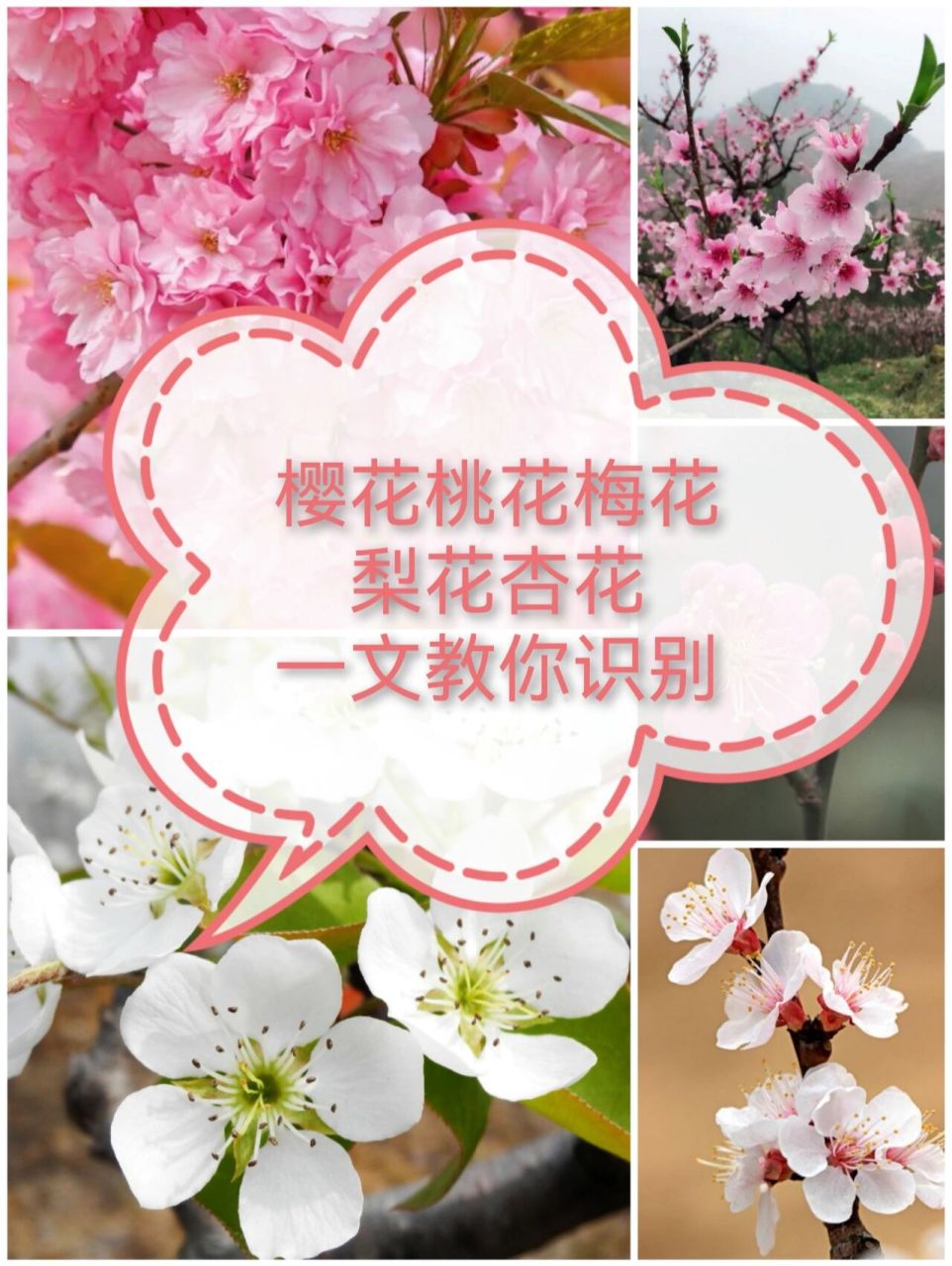 樱花桃花梅花梨花杏花,一文教你识别       春天来临,百花齐放,看见万
