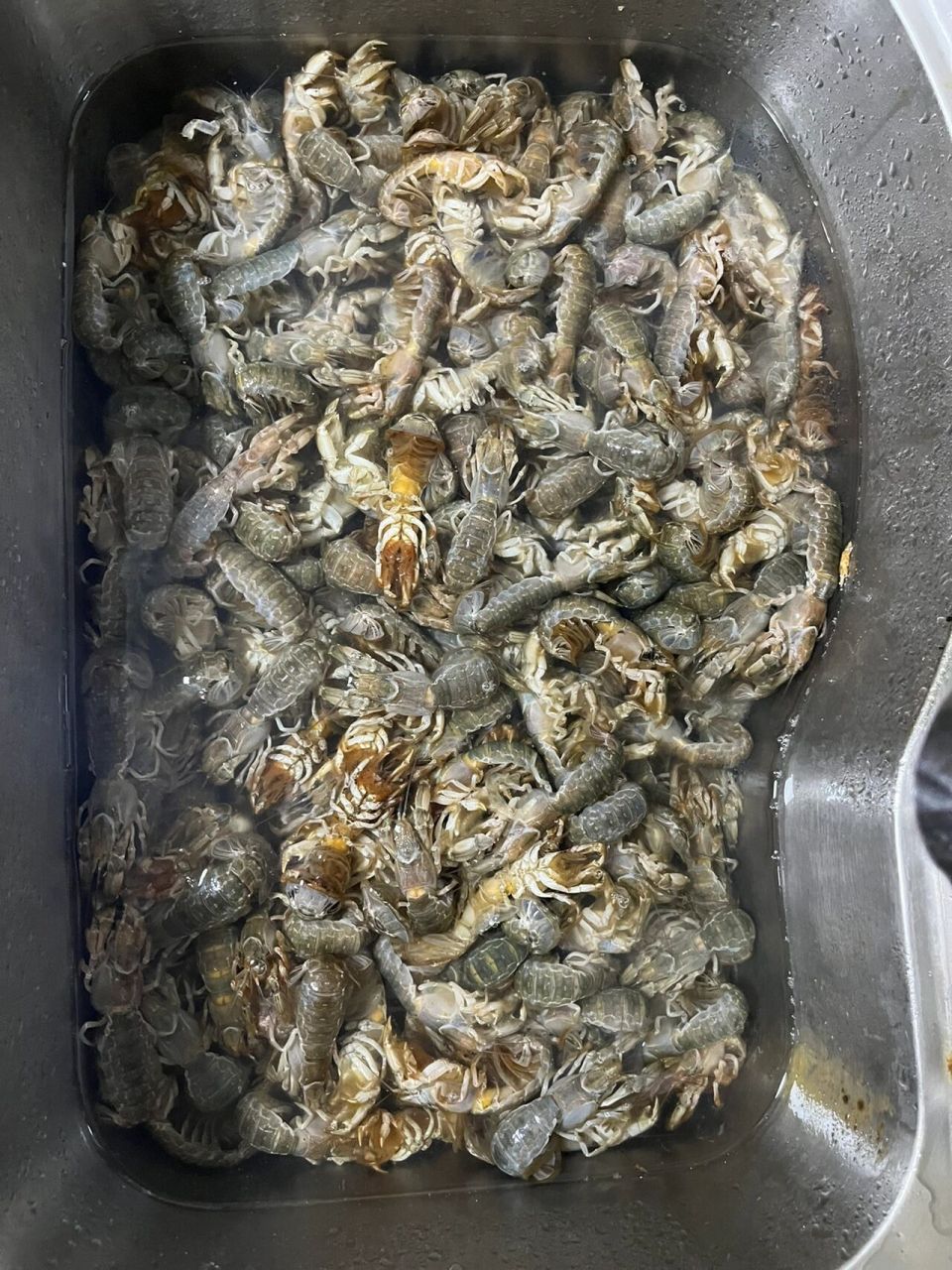 海边捡来的泸沽虾 "成熟"三部曲