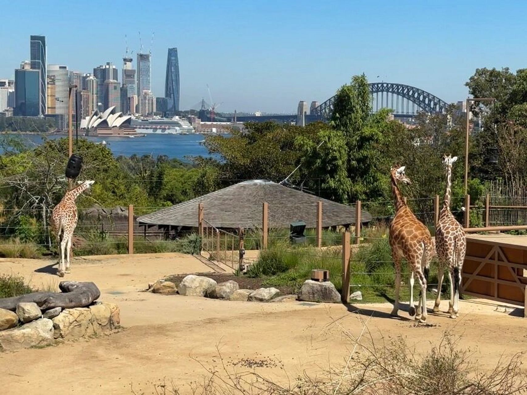 悉尼塔龙加动物园 taronga zoo sydney 坐船去悉尼歌剧院对岸的丘陵上