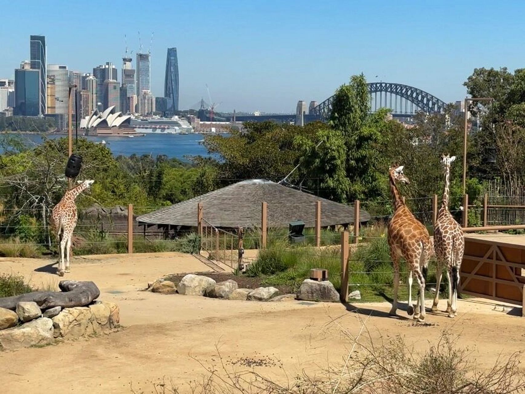 悉尼动物园奇观图片
