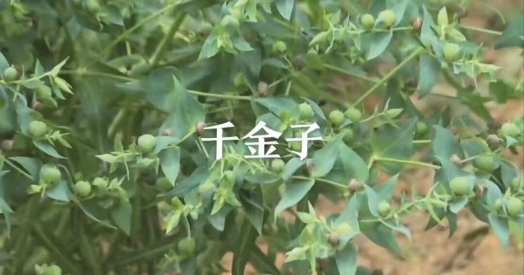 千金子 每日分享～千金子 67 67别名:续随子,打鼓子,一把伞