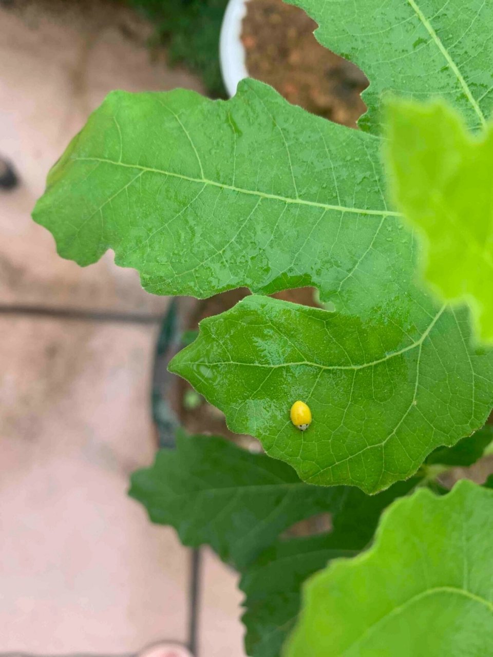 1:黄瓢虫怎么说呢?是益虫还是害虫?